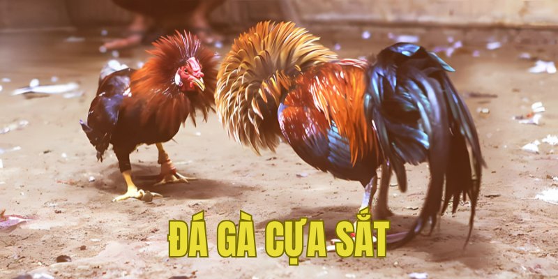 Banner www.bachia.vn