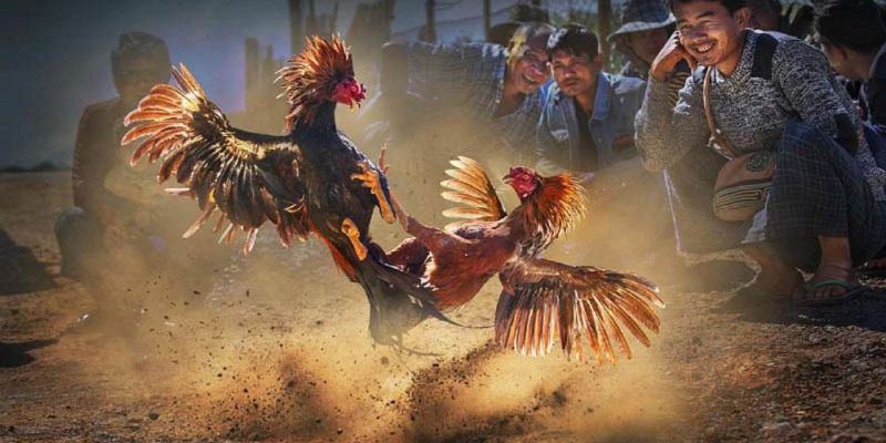 Banner www.bachia.vn